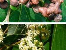 Конфетное дерево 