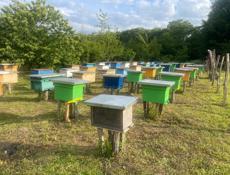 Продаем отводки пчел, пчелы семьи.