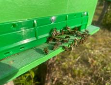 Продаем отводки пчел, пчелы семьи.