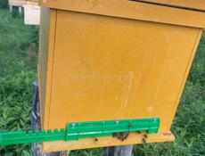 Продаем отводки пчел, пчелы семьи.