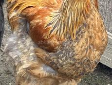 породистые петухи Брама