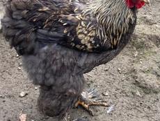 породистые петухи Брама