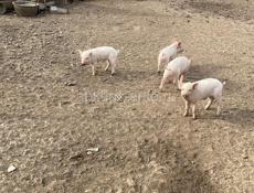 Продается свиня с парасятами 25к только ватсап 