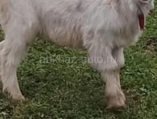 Трехмесячные 