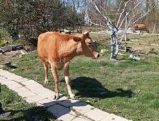 Продам корову должна отелиться