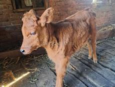 Телёнок  почти 3 месяца Село шаумяновка