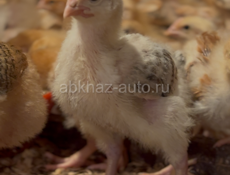Здравствуйте,продаю цеплят за 250 руб , красный бройлер 7715213