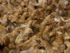 Здравствуйте,продаю цеплят за 250 руб , красный бройлер 7715213