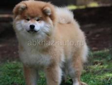 ЩЕНКИ СИБА - ИНУ