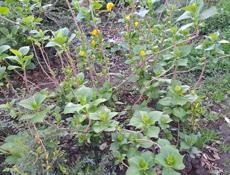 Продам гортензии