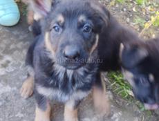 Немецкая овчарка