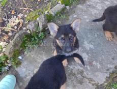 Немецкая овчарка