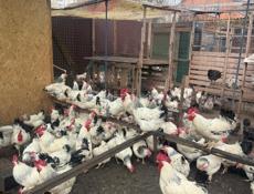 Куры домашние