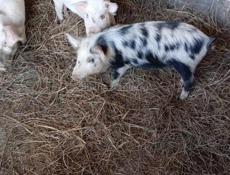 Продаются поросята