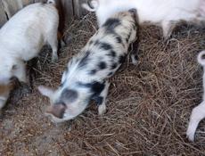 Продаются поросята