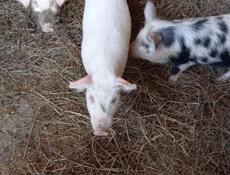 Продаются поросята