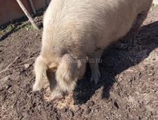 Продаются поросята
