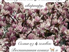 Сниму дом или квартиру