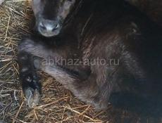 Продаются телята 