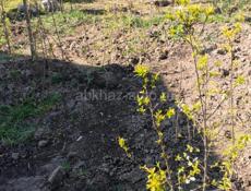 Саженцы Фруктов 