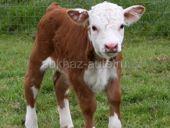 продаются телята