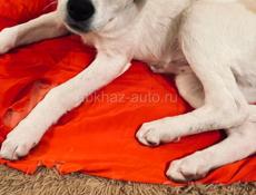 Белла . Ищет самый лучший дом ! 