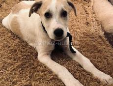 Белла . Ищет самый лучший дом ! 