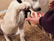 Белла . Ищет самый лучший дом ! 