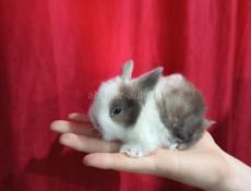 Карликовые кролики