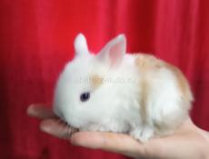 Карликовые кролики