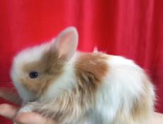 Карликовые кролики