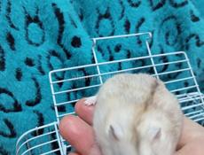 Сирийские джунгарские хомяки