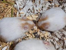 Сирийские джунгарские хомяки