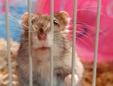 Сирийские джунгарские хомяки