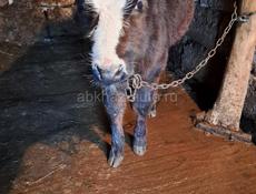 Телёнок бычок