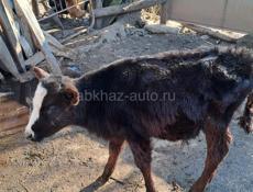 Телёнок бычок