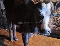 Телёнок бычок