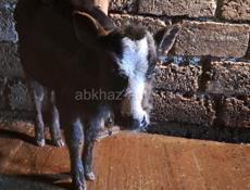 Два телёнка вместе