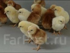 Цыплята 