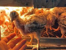 Мастер грей 