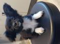 Продаём щенка чихуахуа 