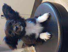 Продаём щенка чихуахуа 