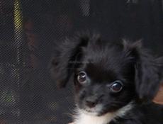 Продаём щенка чихуахуа 