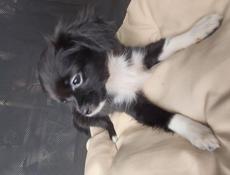 Продаём щенка чихуахуа 