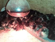 Продаются цыплята Джерсидский Гигант