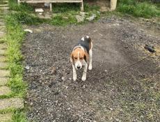 Эстонская гончая робочая 