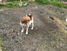 Эстонская гончая робочая 