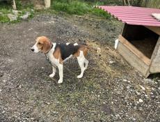 Эстонская гончая робочая 