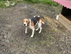 Эстонская гончая робочая 