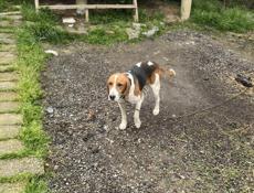 Эстонская гончая робочая 